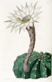 Cactus épicé doux - Sydenham Edwards — vista dell’opera