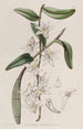 Dendrobium à tige douce - Sydenham Edwards — vista dell’opera