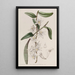 Dendrobium à tige douce - Sydenham Edwards — quadro incorniciato alla parete