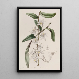 Sydenham Edwards - Sweet Clubstemmed Dendrobium.webp