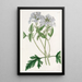 Verveine lilas douce - Sydenham Edwards — quadro incorniciato alla parete