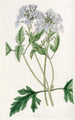 Verveine lilas douce - Sydenham Edwards — vista dell’opera