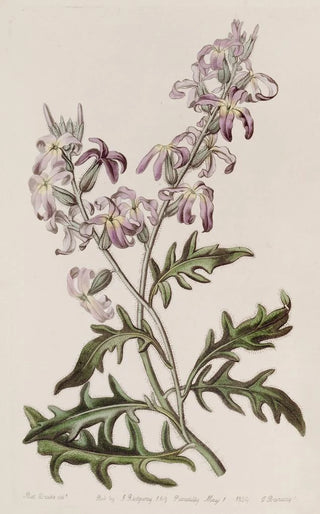 Sydenham Edwards - Sweetest Evening Stock.webp