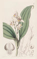Orchis à cheveux doux - Sydenham Edwards — vista dell’opera
