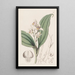 Orchis à cheveux doux - Sydenham Edwards — quadro incorniciato alla parete