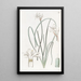 Leucocoryne doux - Sydenham Edwards — quadro incorniciato alla parete