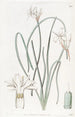 Leucocoryne doux - Sydenham Edwards — vista dell’opera