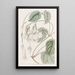 Mandevilla douce - Sydenham Edwards — quadro incorniciato alla parete