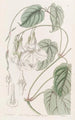 Mandevilla douce - Sydenham Edwards — vista dell’opera