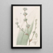 Spiralthread doux - Sydenham Edwards — quadro incorniciato alla parete
