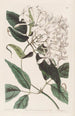 Jasmin à feuilles de tilleul - Sydenham Edwards — vista dell’opera