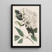 Jasmin à feuilles de tilleul - Sydenham Edwards — quadro incorniciato alla parete