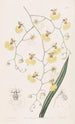 Oncidium à feuilles de tilleul - Sydenham Edwards — vista dell’opera