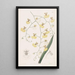 Oncidium à feuilles de tilleul - Sydenham Edwards — quadro incorniciato alla parete