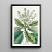 Arbousier ou albero di fragole alto - Sydenham Edwards — quadro incorniciato alla parete