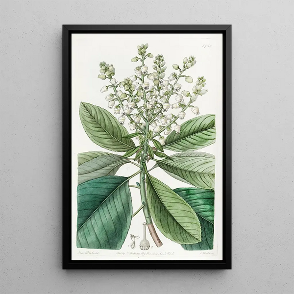 Sydenham Edwards - Tall Arbutus or Strawberry Tree.webp