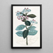 Calotropis haut - Sydenham Edwards — quadro incorniciato alla parete