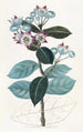 Calotropis haut - Sydenham Edwards — vista dell’opera
