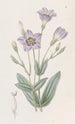 Eustoma haut - Sydenham Edwards — vista dell’opera