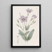 Eustoma haut - Sydenham Edwards — quadro incorniciato alla parete