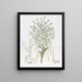 Habenaria haute - Sydenham Edwards — quadro incorniciato alla parete