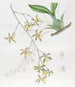 Oncidium più grande - Sydenham Edwards — vista dell’opera