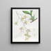 Oncidium più grande - Sydenham Edwards — quadro incorniciato alla parete