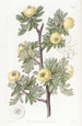 Aubépine à feuilles de tanaisie - Sydenham Edwards — vista dell’opera