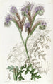 Phacelia à feuilles de tanaisie - Sydenham Edwards — vista dell’opera