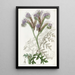 Phacelia à feuilles de tanaisie - Sydenham Edwards — quadro incorniciato alla parete