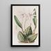 Laelia effilée - Sydenham Edwards — quadro incorniciato alla parete