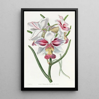 Sydenham Edwards - Taperleaved Vanda.webp