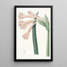Coburgia fauve - Sydenham Edwards — quadro incorniciato alla parete