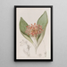 Daubenya Fauve - Sydenham Edwards | Reproduction — quadro incorniciato alla parete