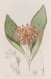 Daubenya Fauve - Sydenham Edwards | Reproduction — vista dell’opera