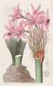 L'amaryllis di Banks - Sydenham Edwards — vista dell’opera