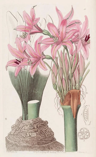 Sydenham Edwards - The Banksian Amaryllis.webp