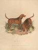 Il Cane di Sangue - Sydenham Edwards — vista dell’opera