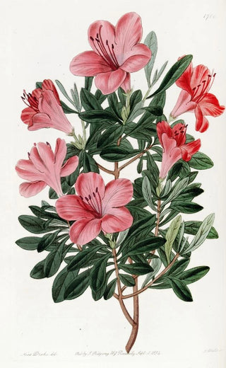 Sydenham Edwards - The Brickred Chinese Azalea.webp