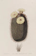 Le cactus balai - Sydenham Edwards — vista dell’opera