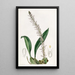 Le bolbophyllum coco - Sydenham Edwards — quadro incorniciato alla parete