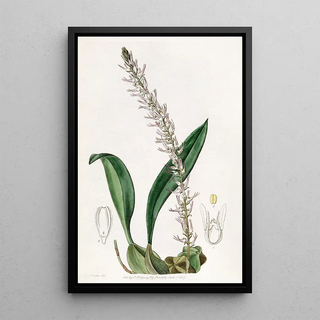 Sydenham Edwards - The Cocoanut Bolbophyllum.webp