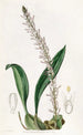 Le bolbophyllum coco - Sydenham Edwards — vista dell’opera