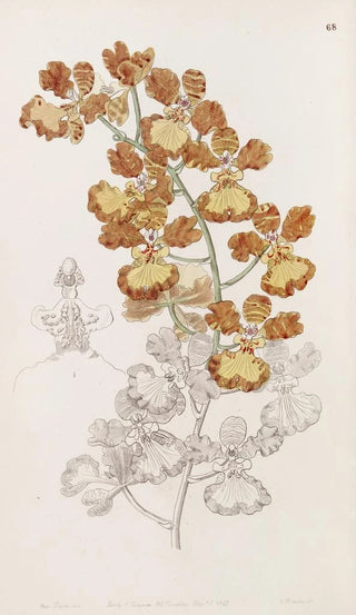 Sydenham Edwards - The Cropeared Oncid.webp