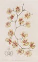 L'oncidium coussin - Sydenham Edwards — vista dell’opera