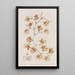 L'oncidium coussin - Sydenham Edwards — quadro incorniciato alla parete