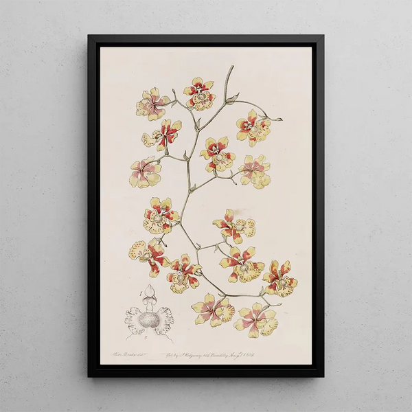 Sydenham Edwards - The Cushion Oncidium.webp