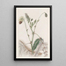 La sensitive aquatique double jaune - Sydenham Edwards — quadro incorniciato alla parete