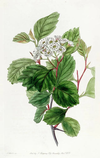 Sydenham Edwards - The Douglas Thorn.webp