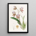 L'oncidium del duca di Bedford - Sydenham Edwards — quadro incorniciato alla parete
